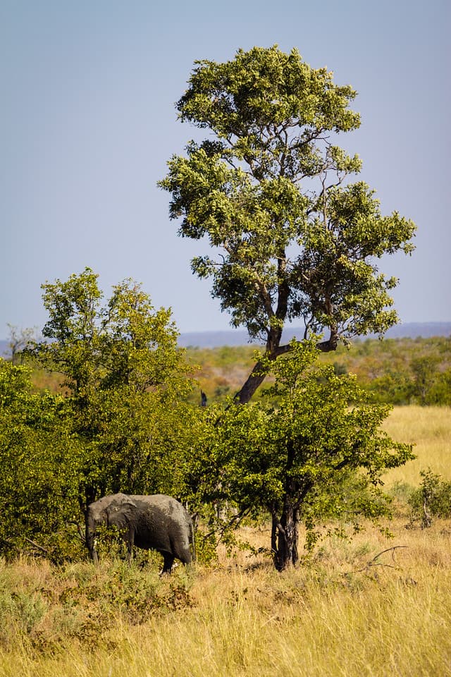 The Elephant in Kruger Park