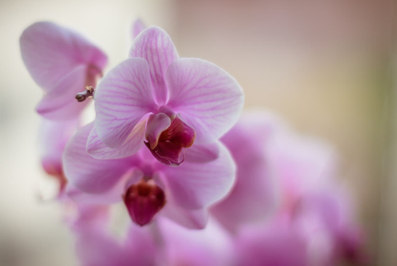 The Orchid