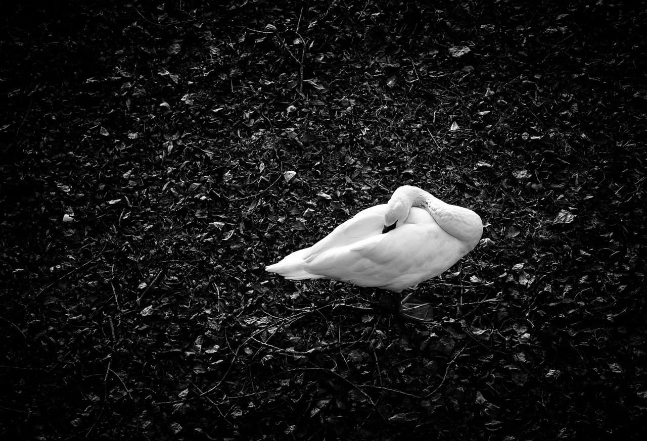 The White Elegance